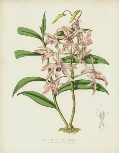 Dendrobium Transparens da English School